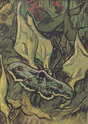 Death's-Head Moth (nn04), Vincent Van Gogh